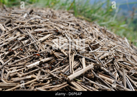 Prairie à dos noir (fourmis Formica pratensis) sur son nid monticule de vieilles tiges de graminées dans les pâturages de montagne, les Alpes Juliennes, en Slovénie Banque D'Images