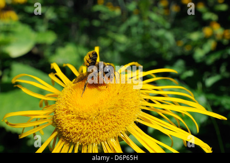 Abeille coupeuse (Megachile sp.) à partir de l'alimentation de flowerhead heartleaf oxeye daisy oxeye (géant) (Telekia speciosa), Slovénie Banque D'Images