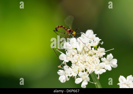 Un rare net-winged midge (Apistomyia elegans) se nourrissant de fleurs en ombelles d'un ruisseau de montagne, non polluée, Corse, France, Europe Banque D'Images