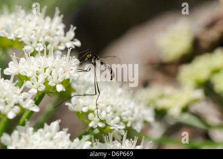 Un rare net-winged midge (Apistomyia elegans) se nourrissant de fleurs en ombelles d'un ruisseau de montagne, non polluée, Corse, France, Europe Banque D'Images