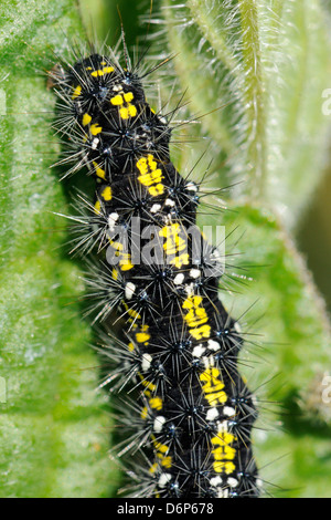 Scarlet Tiger Moth caterpillar (Callimorpha dominula) se nourrissant sur les feuilles de la consoude, Wiltshire, England, UK Banque D'Images