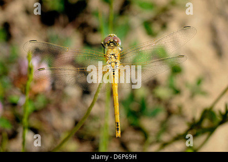 Femelle, rouge-vert veiné dragonfly (Sympetra fonscolombii), de la vallée de hecho, Pyrénées, Espagne, Europe Banque D'Images