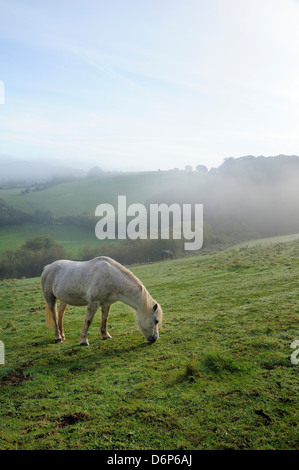 Welsh mountain pony (Equus caballus) une colline de pâturage pré sur un matin d'automne brumeux, fort, Wiltshire, England, UK Banque D'Images