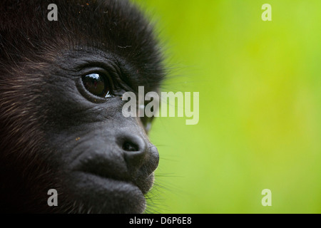 Les singes hurleurs (genre Alouatta en sous-famille Alouattinae monotypique), dans la jungle, le Costa Rica, l'Amérique du Sud. Banque D'Images