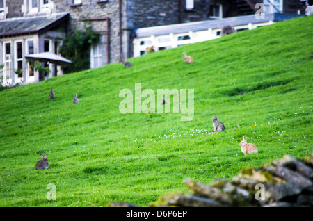 Les lapins sauvages gris et une séance de gingembre dans un champ vert avec des maisons en arrière-plan. Banque D'Images