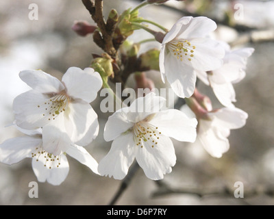 Japon, Tokyo, cherry, Yoshino cerisier (Prunus x yedoensis) blanc fleurs de cerisier, Japon, Tokyo, Kirschblüten, Yoshino-Kirschbaum Banque D'Images