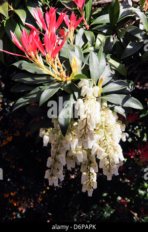 Pieris forest var (temple cloches) vu ici au printemps en photographe Peter wheelers' jardin arrière dans le Shropshire. Banque D'Images