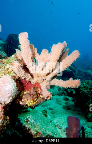 Tube jaune Aplysina fistularis (éponge), Dominique, Antilles, Caraïbes, Amérique Centrale Banque D'Images