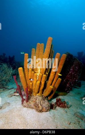 Tube jaune Aplysina fistularis (éponge), Dominique, Antilles, Caraïbes, Amérique Centrale Banque D'Images