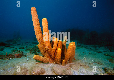 Tube jaune Aplysina fistularis (éponge), Dominique, Antilles, Caraïbes, Amérique Centrale Banque D'Images