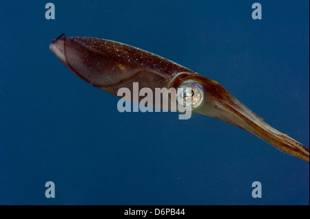 Le calmar de récif des Caraïbes (Sepioteuthis sepioidea), Dominique, Antilles, Caraïbes, Amérique Centrale Banque D'Images