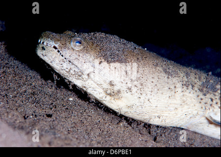 Le Roi Serpent tacheté anguille (Ophichthus ophis), Dominique, Antilles, Caraïbes, Amérique Centrale Banque D'Images