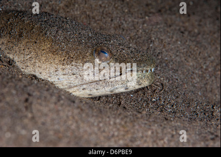 Le Roi Serpent tacheté anguille (Ophichthus ophis), Dominique, Antilles, Caraïbes, Amérique Centrale Banque D'Images