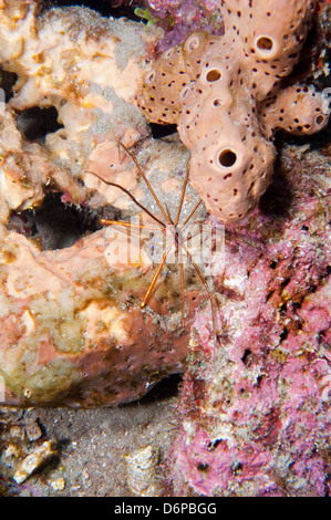 Yellowline crabe flèche (Stenorhynchus seticornis), Dominique, Antilles, Caraïbes, Amérique Centrale Banque D'Images