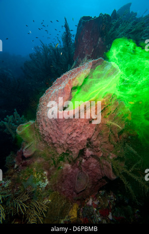 Éponge géante montrant comment il filtre l'eau avec l'utilisation de la teinture, de la Dominique, Antilles, Caraïbes, Amérique Centrale Banque D'Images