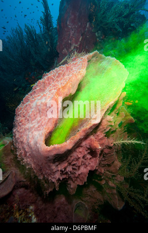 Éponge géante montrant comment il filtre l'eau avec l'utilisation de la teinture, de la Dominique, Antilles, Caraïbes, Amérique Centrale Banque D'Images