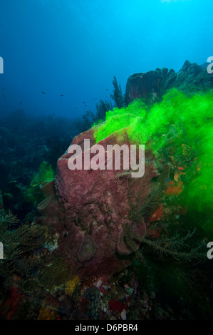 Éponge géante montrant comment il filtre l'eau avec l'utilisation de la teinture, de la Dominique, Antilles, Caraïbes, Amérique Centrale Banque D'Images