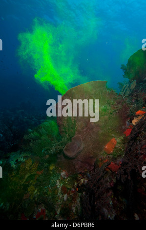 Éponge géante montrant comment il filtre l'eau avec l'utilisation de la teinture, de la Dominique, Antilles, Caraïbes, Amérique Centrale Banque D'Images