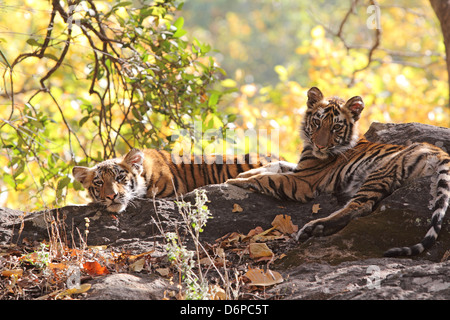 Tigre du Bengale, Panthera tigris tigris, Bandhavgarh National Park, le Madhya Pradesh, Inde Banque D'Images