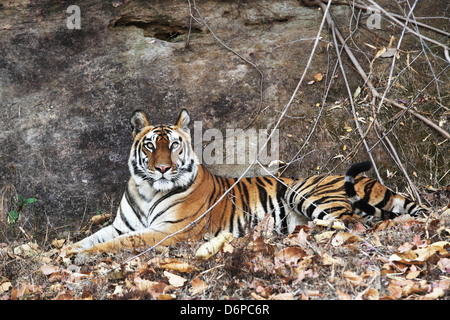 Tigre du Bengale, Panthera tigris tigris, Bandhavgarh National Park, le Madhya Pradesh, Inde Banque D'Images