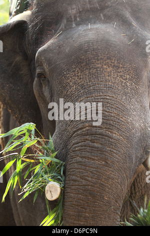 L'éléphant indien (Elephas maximus indicus), Bandhavgarh National Park, le Madhya Pradesh, Inde, Asie Banque D'Images