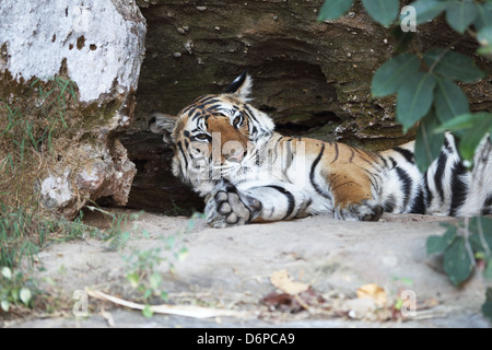 Tigre du Bengale, Panthera tigris tigris, Bandhavgarh National Park, le Madhya Pradesh, Inde Banque D'Images