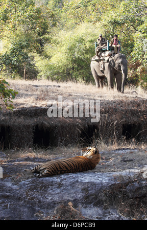 Tigre du Bengale, Panthera tigris tigris, Bandhavgarh National Park, le Madhya Pradesh, Inde Banque D'Images