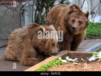 Berlin, Allemagne. 22 avril, 2013. Les ourses et Maxi Schnute (R) demeurent dans leur maison en Koellnischer Park à Berlin, Allemagne, 22 avril 2013. L'ours, le symbole de la ville, vivent là depuis 1981. Les défenseurs des droits des animaux ont été critiques à l'égard des conditions de vie des ours pendant longtemps et exigent qu'ils soient réinstallés à un ours ou Wildlife park. Photo : PAUL ZINKEN Banque D'Images