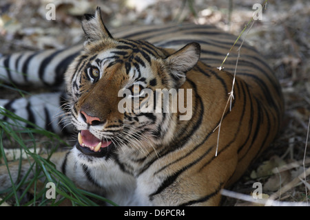 Tigre du Bengale, Panthera tigris tigris, Bandhavgarh National Park, le Madhya Pradesh, Inde Banque D'Images