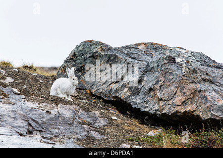 Des profils lièvre arctique (Lepus arcticus), Blomsterbugten (Flower Bay), Kong Oscar Fjord, au nord-est du Groenland, les régions polaires Banque D'Images