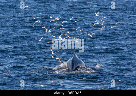 Baleine à bosse (Megaptera novaeangliae), Vikingbukta, au nord-est du Groenland, les régions polaires Banque D'Images