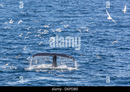 Baleine à bosse (Megaptera novaeangliae), Vikingbukta, au nord-est du Groenland, les régions polaires Banque D'Images