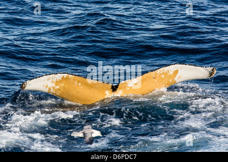 Baleine à bosse (Megaptera novaeangliae), Vikingbukta, au nord-est du Groenland, les régions polaires Banque D'Images