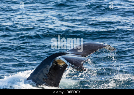 Baleine à bosse (Megaptera novaeangliae), Vikingbukta, au nord-est du Groenland, les régions polaires Banque D'Images