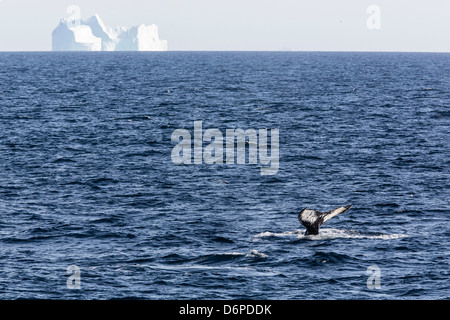 Baleine à bosse (Megaptera novaeangliae), Vikingbukta, au nord-est du Groenland, les régions polaires Banque D'Images