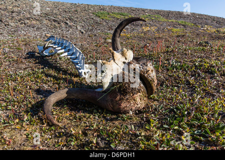 Le boeuf musqué (Ovibos moschatus) le crâne et les vertèbres, Myggebukta (Mosquito Bay), Christian X's Land, au nord-est du Groenland, les régions polaires Banque D'Images