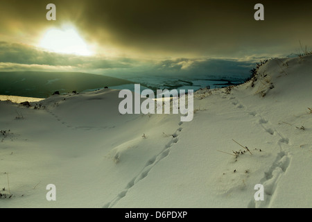 Lièvre ; traces dans la neige ; Ben Rinnes, Ecosse, Royaume-Uni Banque D'Images