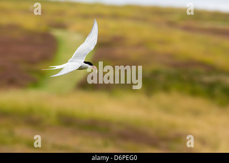 Des profils sterne arctique (Sterna paradisaea) retourner à poussin avec de petits poissons, l'île de Flatey, Islande, régions polaires Banque D'Images