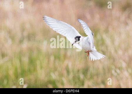 Sterne arctique (Sterna paradisaea) chick en vol, l'île de Flatey, Islande, régions polaires Banque D'Images