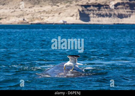 Baleine franche australe (Eubalaena australis) étant nourri par kelp gull, Golfo Nuevo, Peninsula Valdes, Argentine Banque D'Images