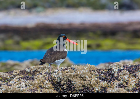 Magellanic oystercatcher (Haematopus leucopodus), Bahia Bustamante, Patagonie, Argentine, Amérique du Sud Banque D'Images