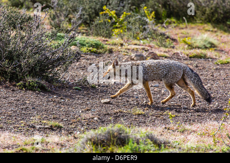 Renard gris de Patagonie adultes (Lycalopex griseus), Torres del Paine, Chili, Amérique du Sud Banque D'Images