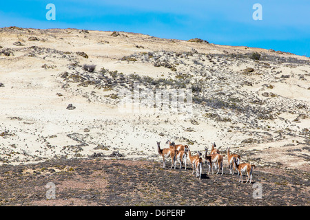 Des profils des guanacos (Lama guanicoe), Parc National Torres del Paine, Patagonie, Chili, Amérique du Sud Banque D'Images