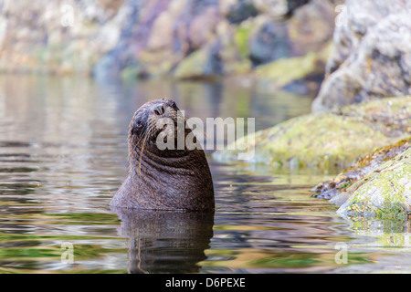 La mer d'Amérique du Sud (Otaria flavescens) Bull, Seno Agostini Fjord, détroit de Magellan, la Patagonie, le Chili, l'Amérique du Sud Banque D'Images