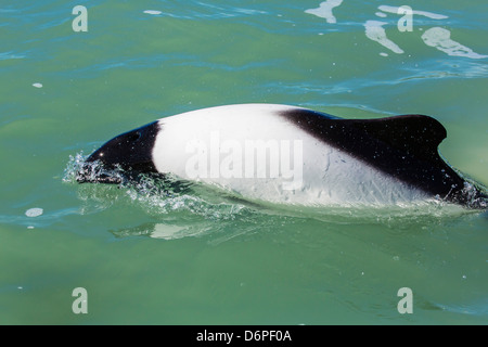 Des profils de Commerson (Cephalorhynchus commersonii) dolphin, Rio Deseado, Puerto Deseado, Santa Cruz, en Patagonie, Argentine Banque D'Images