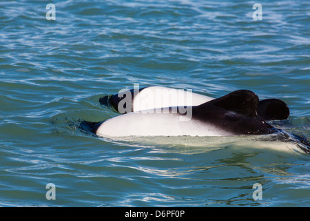 Des profils dauphins de Commerson (Cephalorhynchus commersonii), Rio Deseado, Puerto Deseado, Santa Cruz, en Patagonie, Argentine Banque D'Images