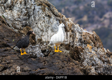 Paire de reproduction des oies de varech (Chloephaga hybrida), Wildlife Conservation Society préserver de Karukinka, détroit de Magellan, Chili Banque D'Images