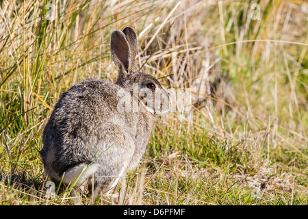 A présenté des profils lapin Européen (Oryctolagus cuniculus), nouvelle île, Falklands, Sud de l'océan Atlantique, l'Amérique du Sud Banque D'Images