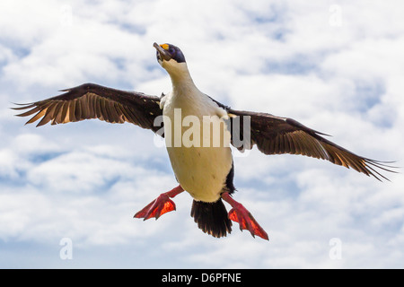 Shag Phalacrocorax atriceps impériale (albiventer) en vol, Nouvelle Île, Îles Falkland, Sud de l'océan Atlantique, l'Amérique du Sud Banque D'Images