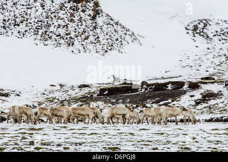 Le renne (Rangifer tarandus) introduit à partir de la Norvège, Stromness Bay, South Georgia Island, régions polaires Banque D'Images